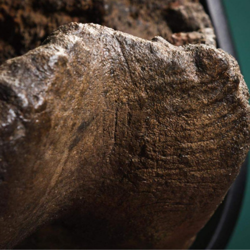 Fossilized mammoth femur – Bite marks, approx. 10,000 years old