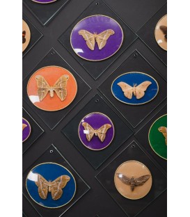 BUTTERFLY COLLECTION