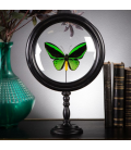 GREEN BUTTERFLY RELIQUARY