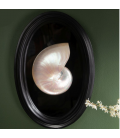 DECORATIVE MIRROR WITH HALF-PEARL NAUTILE SHELL.