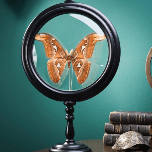 Grand papillon Attacus Atlas dans reliquaire - Koddel.com