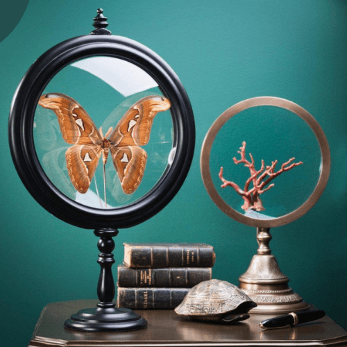 Grand papillon Attacus Atlas dans reliquaire - Koddel.com