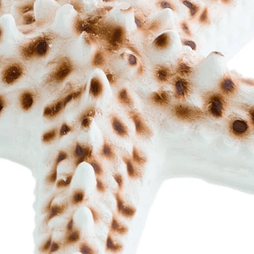 Bougie étoile de mer peinte à la main - Lot de 3 pièces - Koddel.com