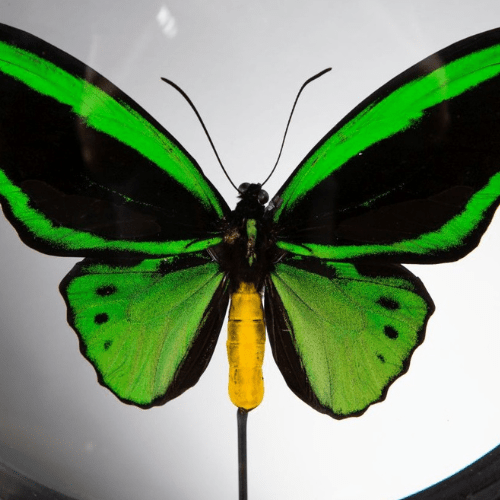 Papillon Ornithoptera Priamus – Mâle sous Reliquaire en verre et laiton - Koddel.com
