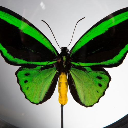 Papillon Ornithoptera Priamus – Mâle sous Reliquaire en verre et laiton
