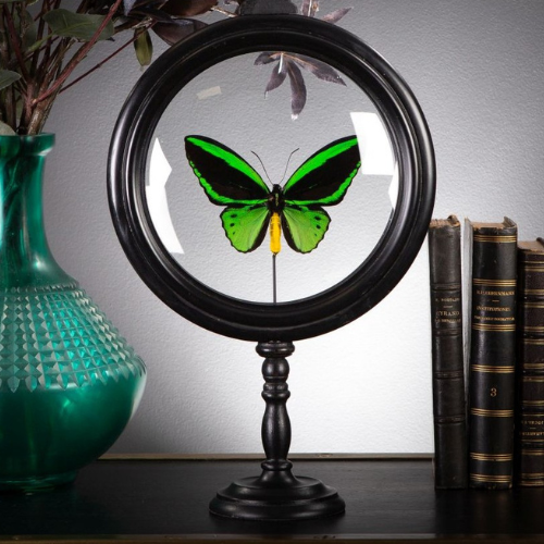 Papillon Ornithoptera Priamus – Mâle sous Reliquaire en verre et laiton