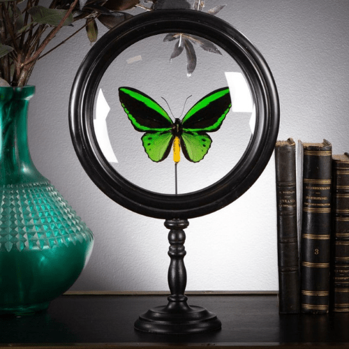 Papillon Priamus mâle sous reliquaire en verre et laiton - Koddel.com